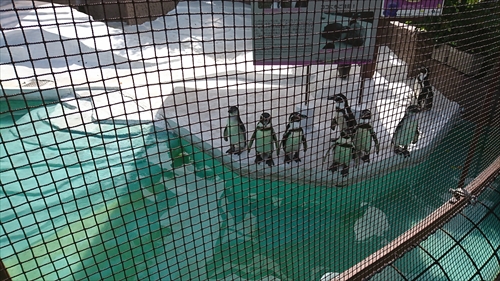 25日・天王寺動物園！